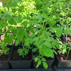 Moringa Tree 1/4 Plug 