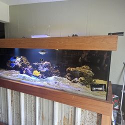 500 Gallon Salt Water Fish Tank