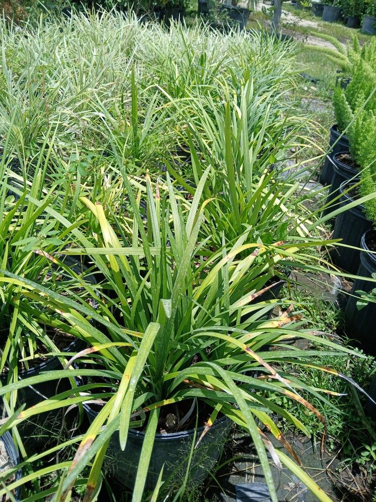 Liriope Plants Huge Sale Now $6