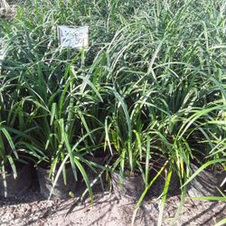 Liriope 