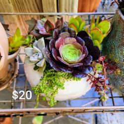 Succulent Plant Arrangement In Ceramic Pot