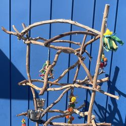 African Grey - Amazon Parrot Perch Tree - Breeder Direct , Wholesale Prices !! 