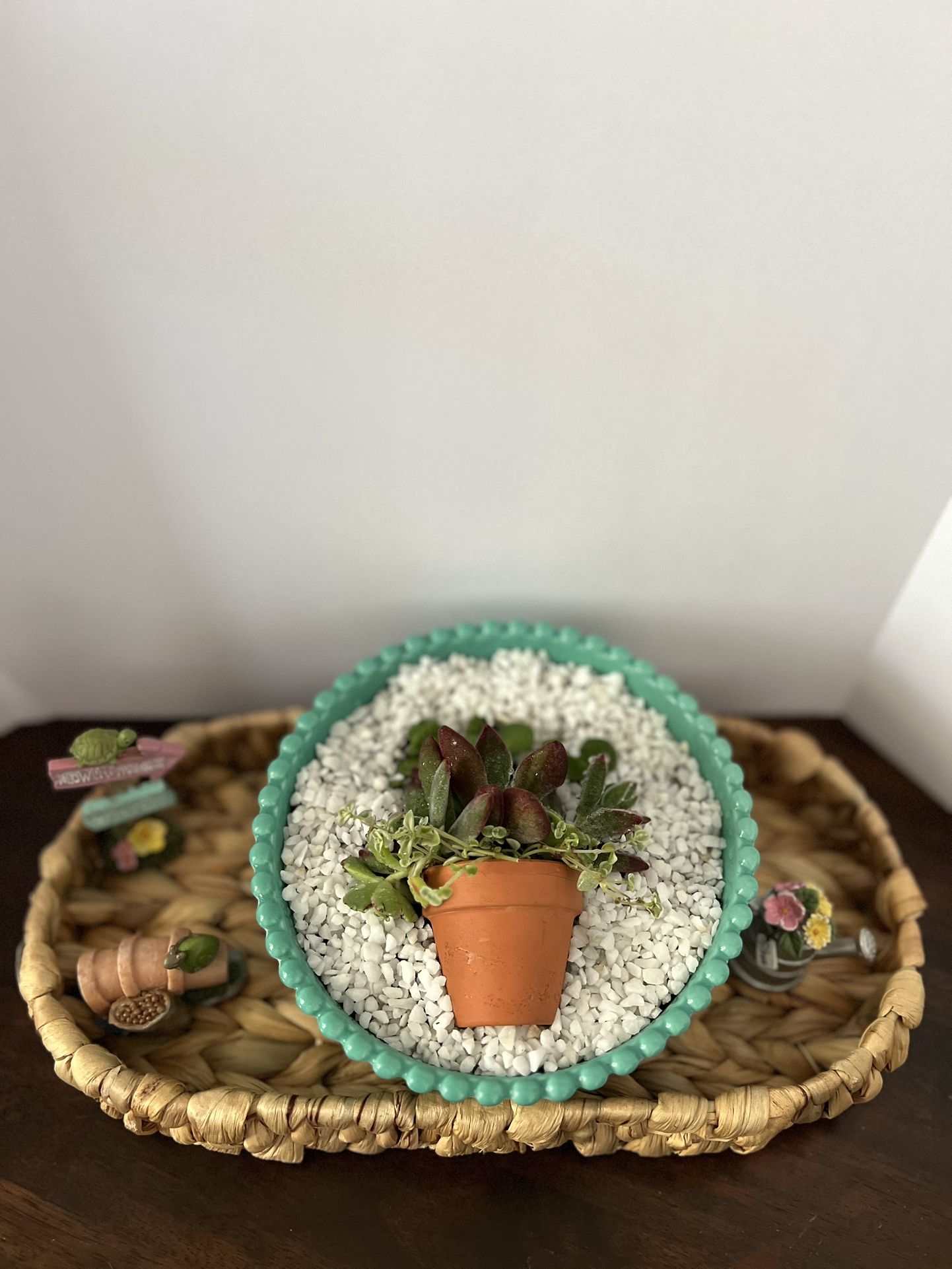 Succulent Arrangement