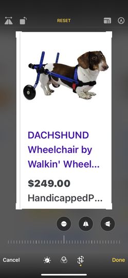 Handy cap dog walker