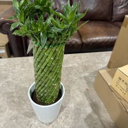 Lucky Bamboo