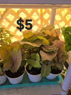 Pink Arrowhead Plants