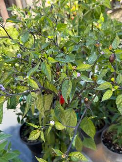 RARE 🌶️ CHILI PEPPER PLANT COLLECTIONS PURPLE PEPPER 🌶️