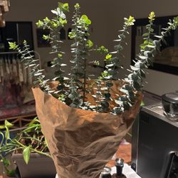 Eucalyptus bouquet