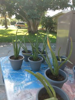 Aloe Vera pups