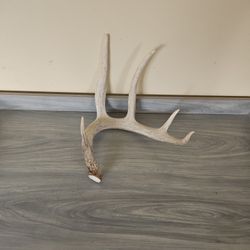 Deer Antler 