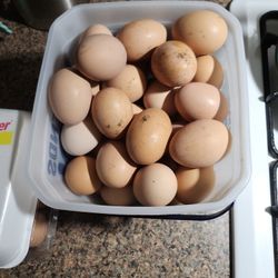 Fresh Eggs!!!