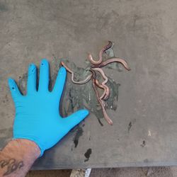 Do You Need Worms To Fish 🪱? 