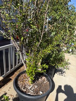 Pomegranate tree