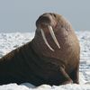 Walrus Master