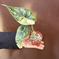 3” Alocasia Dragon Scale Albo