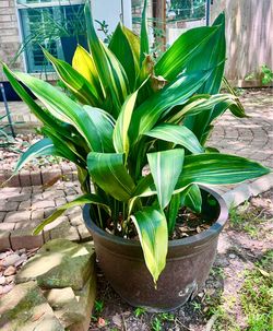 Aspidistra elatior 'Variegata