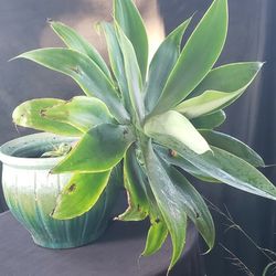 Agave In Clay Pots