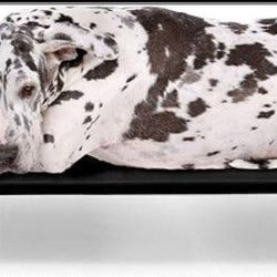 Elevated dog bed for extra large dogs