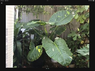 Planta Grande Oreja De Elefante