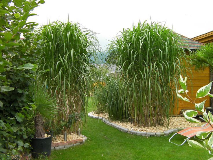 Miscanthus Giganteus Privacy Screen Ornamental Grass