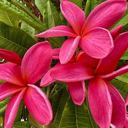 Red Plumeria Cuttings
