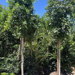 9 Ft Plus Ficus