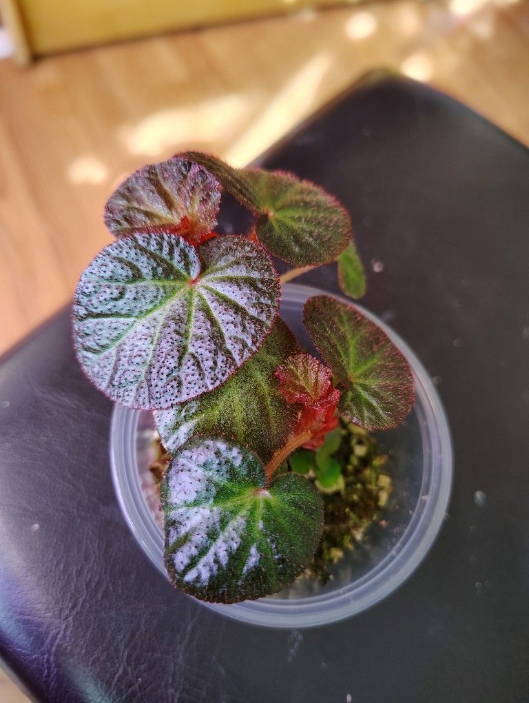 Begonia