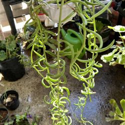 String Of Banana