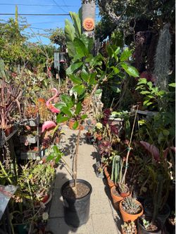 Cup of Gold Plant Tree