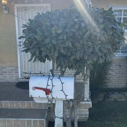 Jardinero 