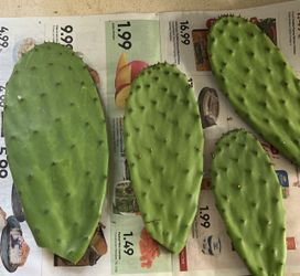 Nopales Picked Daily