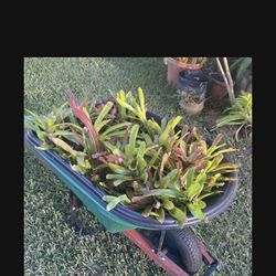 Ten Bromeliad Plants