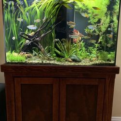 60 Gallon Aquarium
