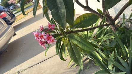 Plumeria cutting longer than 2ft