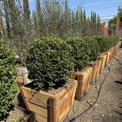 Boxwood globes