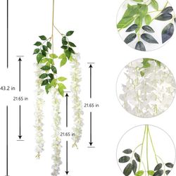 25 Pack Hanging Wisteria