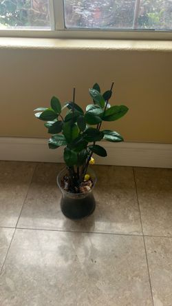 Plant