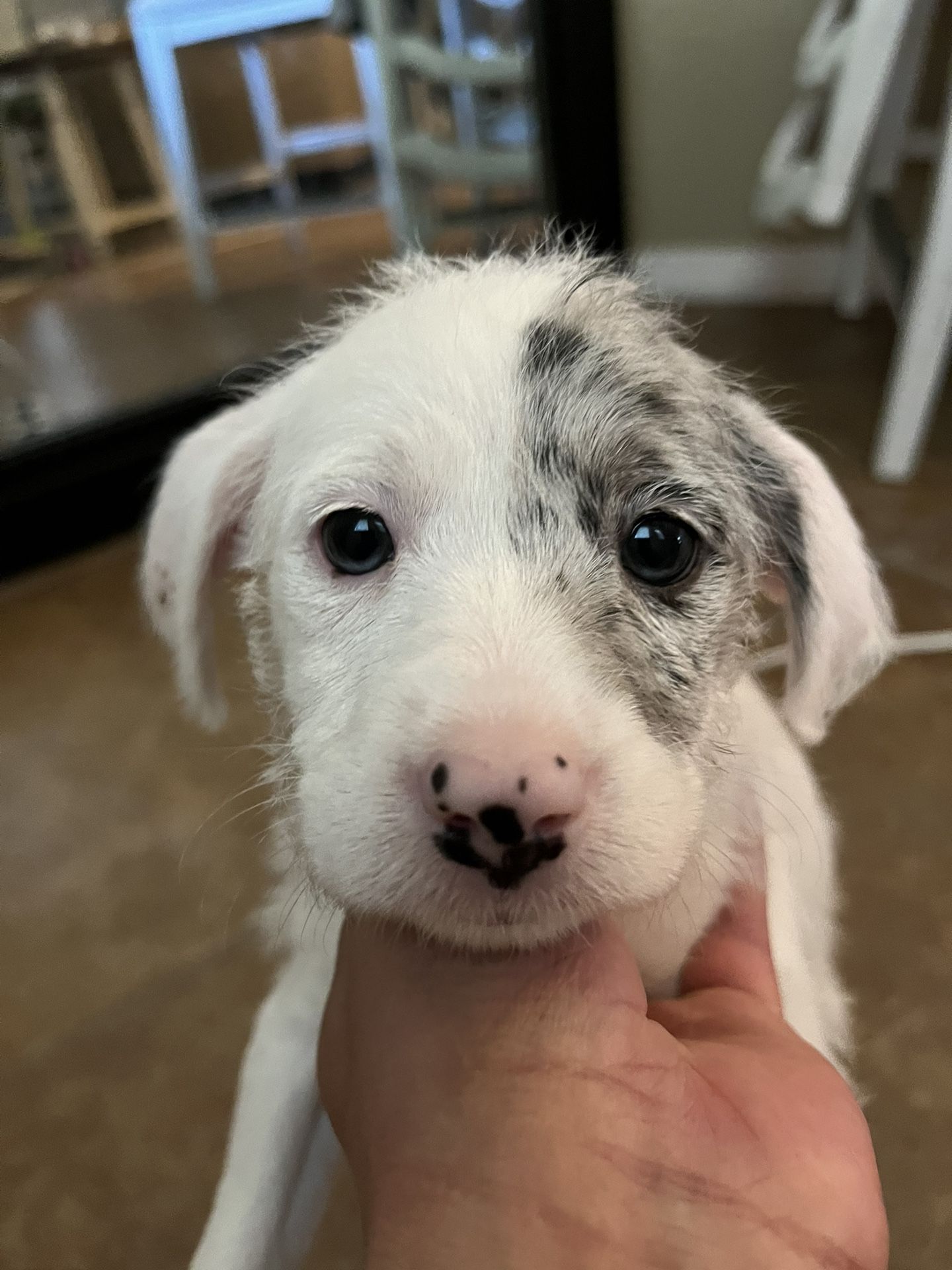 Puppy Collar