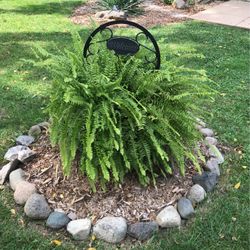 Large Live Fern Welcome Decor