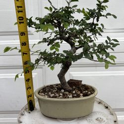 Chinese Elm Bonsai