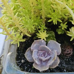 Succulent Flower Plants, Ground Cover
