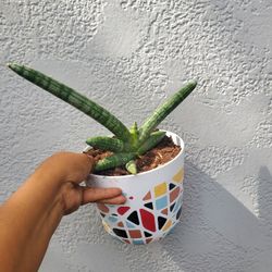 Sansevieria Cylindrica Boncel