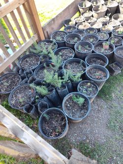 Fir, Pine, And Other