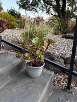 Aeonium Succulent Plant in Pot