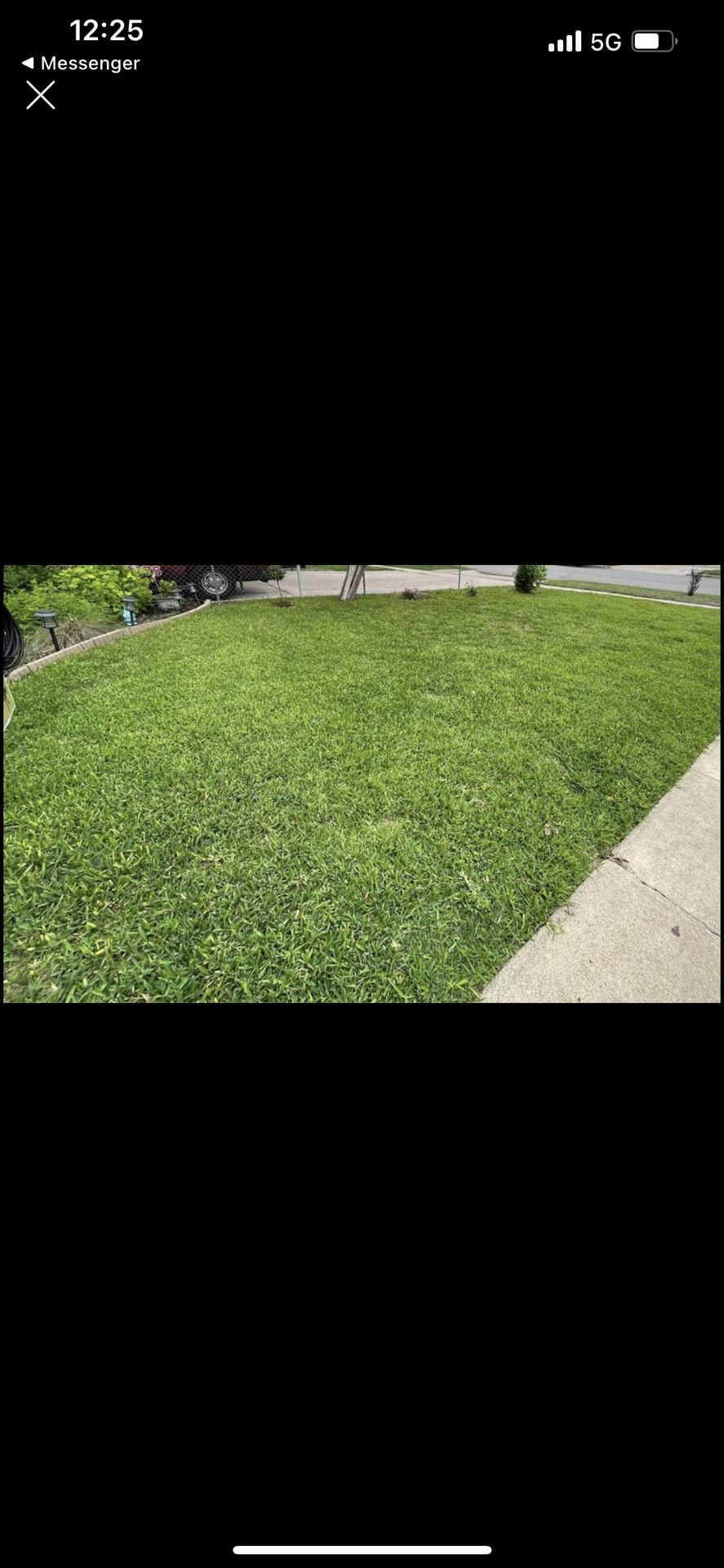 St Augustine Grass