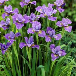 Siberian Iris