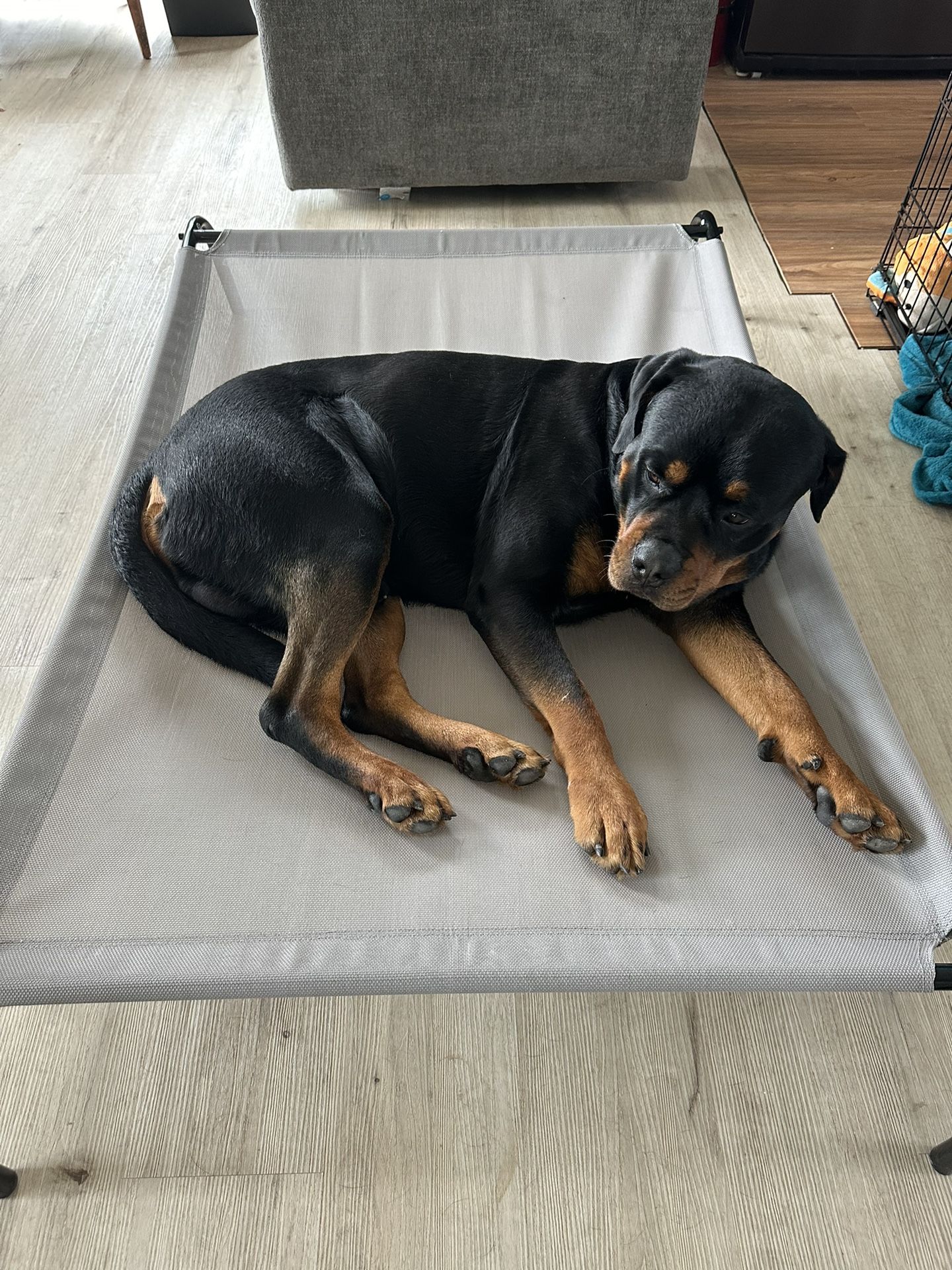 XL Dog Bed