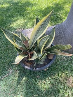 Suculentas