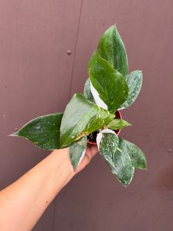 4” philodendron white knight