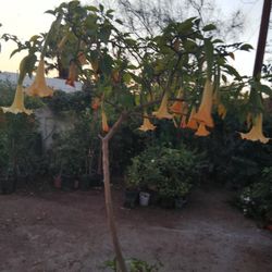 $ 40.  El.  Árbol De.    Trompeta De. Anjel